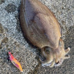 夕まずめのエギング