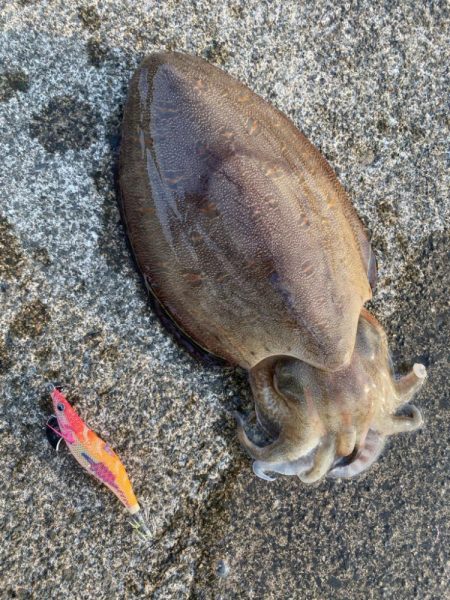 夕まずめのエギング