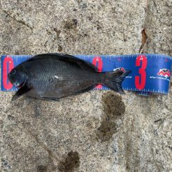 福井市 鷹巣地磯フカセ釣り