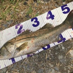 ナイトチニングゲーム