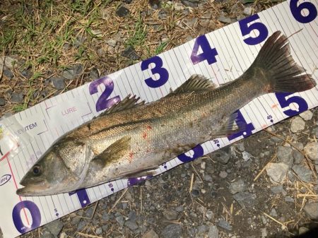 ナイトチニングゲーム