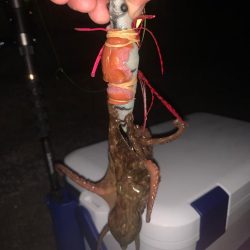 どうなってるの？