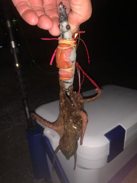 どうなってるの？