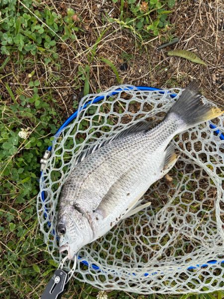 雨の中のチニング！