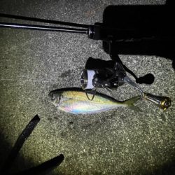 下げ潮アジング