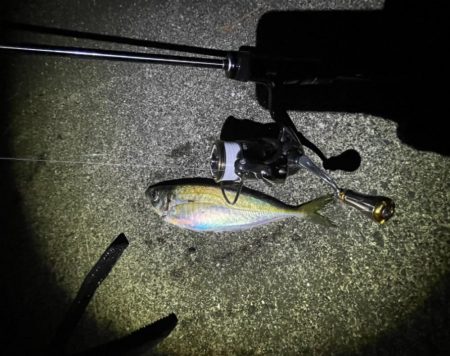 下げ潮アジング