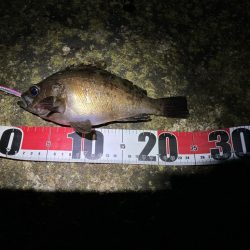 やっとまともに釣れた