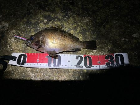 やっとまともに釣れた