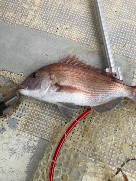 鯛釣り