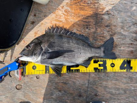 半日チヌフカセ。