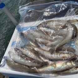 奇跡の生還:シロギスタ