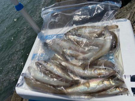 奇跡の生還:シロギスタ