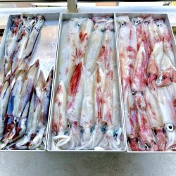 白イカ・アジ釣行