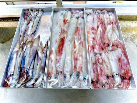 白イカ・アジ釣行