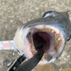 もう少しで大台