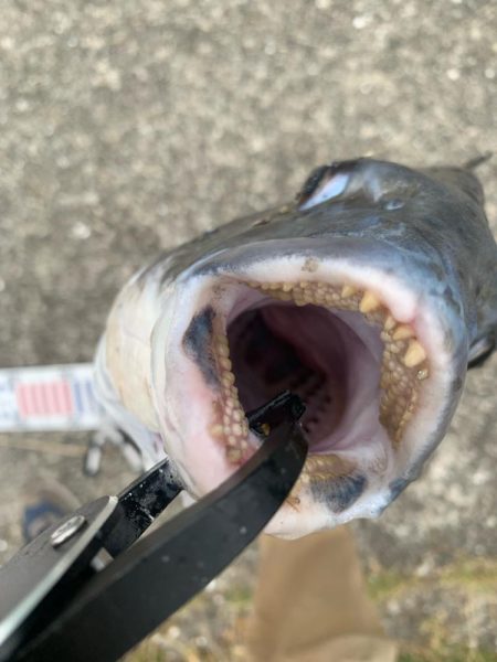 もう少しで大台