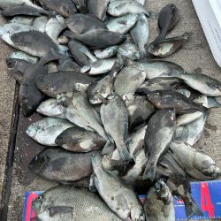 魚津港フカセ釣り