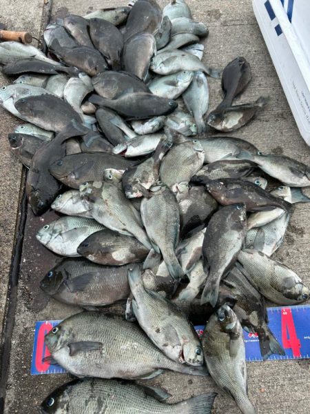 魚津港フカセ釣り