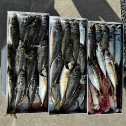 白イカ・アジ釣行