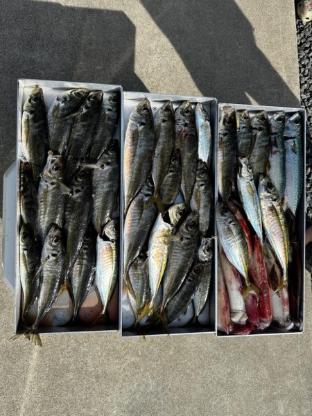 白イカ・アジ釣行