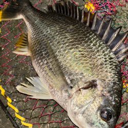 ヘチってきました