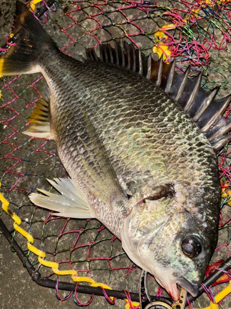 ヘチってきました