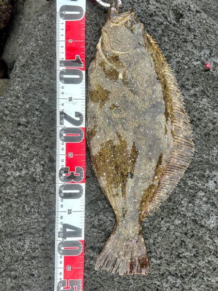 久しぶりのヒラメ