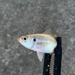 短時間で数釣り