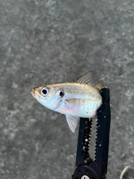 短時間で数釣り