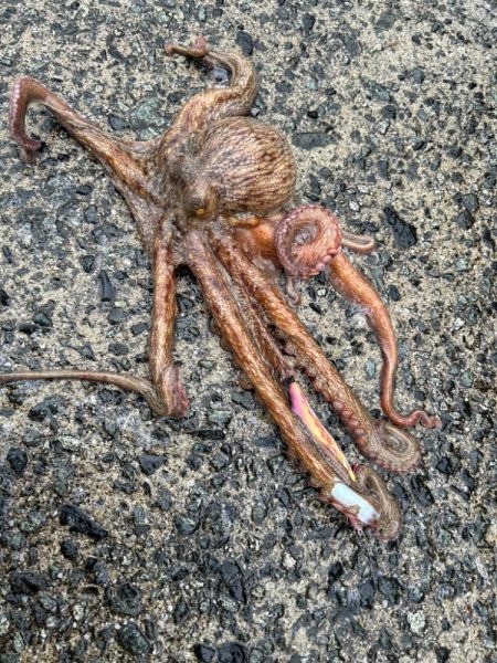 雨上がりのエギング