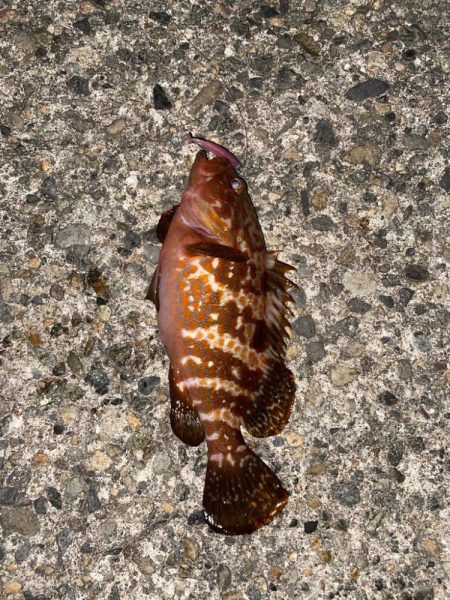 キジハタ好調中