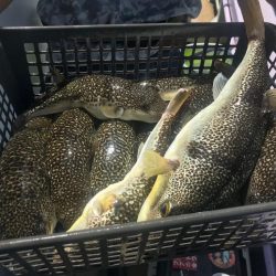 室津のフグ釣り