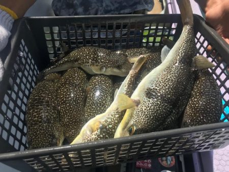 室津のフグ釣り