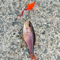 ガシラ(アラカブ)③