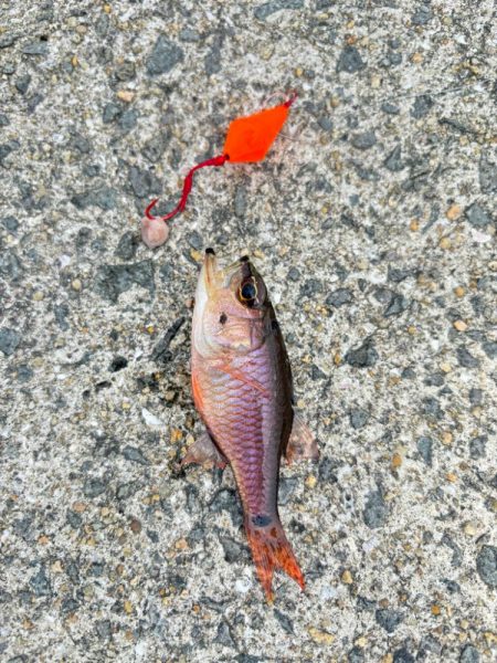 ガシラ(アラカブ)③