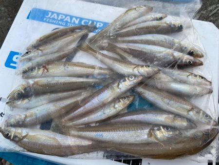 シロギスタのコッチコチやぞ