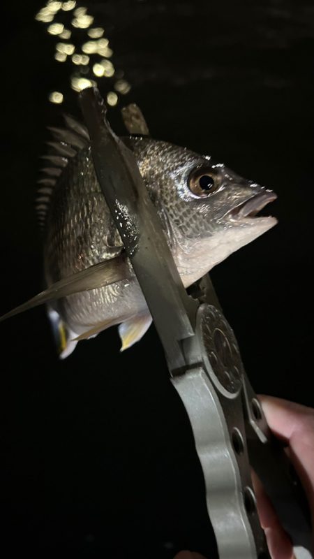 今日はメバルロッド