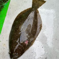 銚子ヒラメ解禁日、イワシ泳がせ五目