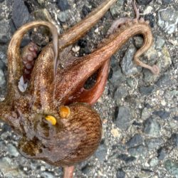 タコは気まぐれ 5