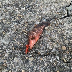 尺キジハタ連発