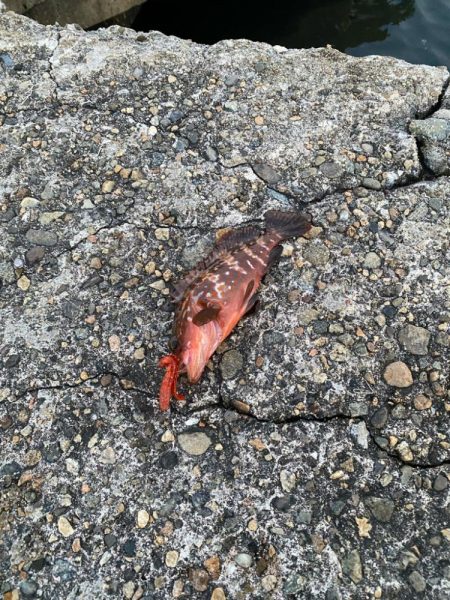 尺キジハタ連発