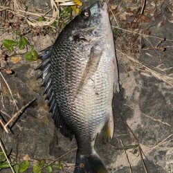 電気ウキアオイソメ流し釣り