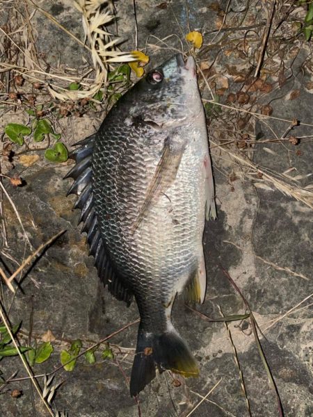 電気ウキアオイソメ流し釣り