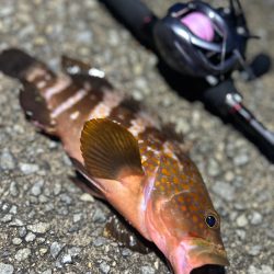 ロックフィッシング