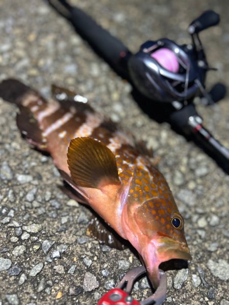 ロックフィッシング