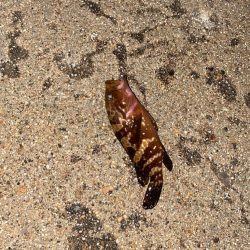 尺に届かずキジハタ