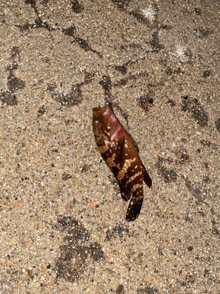 尺に届かずキジハタ