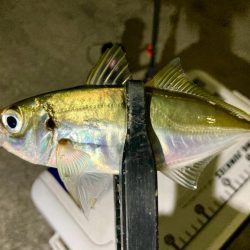 アジング中毒〜笑笑 ほぼ毎晩!