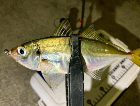 アジング中毒〜笑笑 ほぼ毎晩!