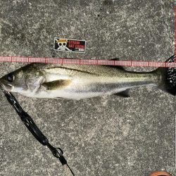 ベイトタックルでシーバスと遊んでみた！